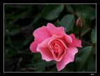 rosa botticelli rosa botticelli