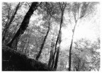 foresta_umbra 01 foresta_umbra 01