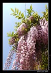 Glicine in fiore Glicine in fiore