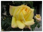 Rosa Gialla Rosa Gialla