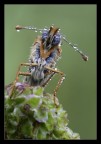 Melitaea : ritratto Melitaea : ritratto