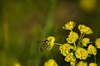 Tuffo nel Giallo Tuffo nel Giallo