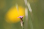 la solitudine rifotografata la solitudine rifotografata
