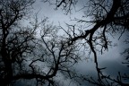Bewitched Trees Bewitched Trees