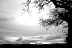 Near my Black Tree Near my Black Tree