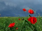 rosso di sera ......! rosso di sera ......!