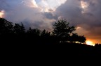 Il castagno tra i noccioli Il castagno tra i noccioli