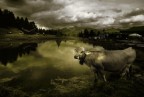 Mucca delle alpi Mucca delle alpi