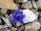 Aquilegia Aquilegia