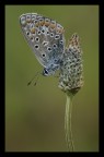 Il fiore e la farfalla Il fiore e la farfalla