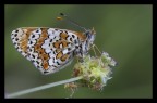 Melitaea cinxia