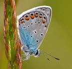 Lycaenidae Lycaenidae