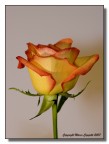 Le rose di Alby e Ale III Le rose di Alby e Ale III