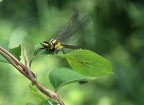 libellula libellula