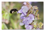 Nella Salvia 1 Nella Salvia 1