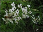 ronzando me ne vo ad impollinar ronzando me ne vo ad impollinar