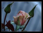 rosa beatrice rosa beatrice
