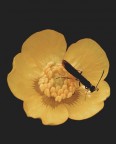 black & yellow black & yellow