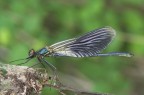 Libellula Libellula