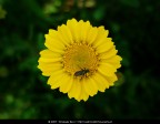 La fotografia � stata scattata con una macchina fotografica digitale. In un secondo momento � stata ritoccata a computer aumentando il contrasto, regolando la colorazione e riducendo il rumore dallo sfondo.

Soggetto: Mosca su fiore giallo - Parco degli Acquedotti - Roma

Tecnologia: Nikon Coolpix L5, Adobe Photoshop e ABSoft Neat Image