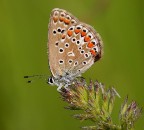 Lycaenidae e rugiada