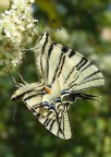 Podalirio x 2 = Papillon Podalirio x 2 = Papillon