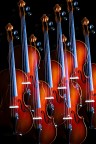 Violini Violini