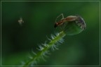 Predatore, preda e spettatore Predatore, preda e spettatore