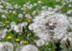Primavera Primavera