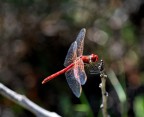 Prova di libellula Prova di libellula