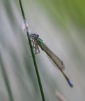 Cucù!!!!! (Prima Libellula 2007) Cucù!!!!! (Prima Libellula 2007)