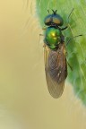 Piccola e curiosa vespetta Piccola e curiosa vespetta