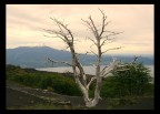 whitetree whitetree