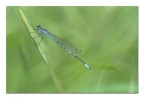 Penna azzurra Penna azzurra