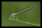 Ironic dragonfly Ironic dragonfly
