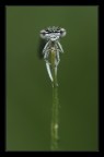 Philosophical dragonfly Philosophical dragonfly
