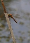 Libellula
