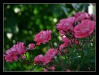 rosa ferdy rosa ferdy