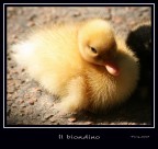 Il biondino Il biondino