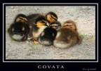 Nuove leve..... Nuove leve.....