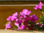 Fiori su balcone