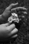 primavera primavera