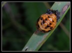 Larva di coccinella