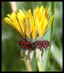 Natural papillon ( foto contest) Natural papillon ( foto contest)