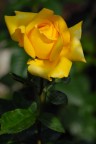 ROSA GIALLA ROSA GIALLA