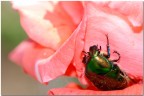 Simpatico animaletto su rosa!! Simpatico animaletto su rosa!!