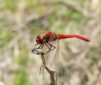 Red dragonfly ( La mia prima libellula!!)