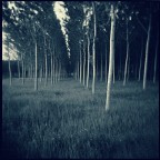 Trees Trees