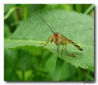 Mosca Scorpione Mosca Scorpione