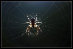 Spider Man Spider Man